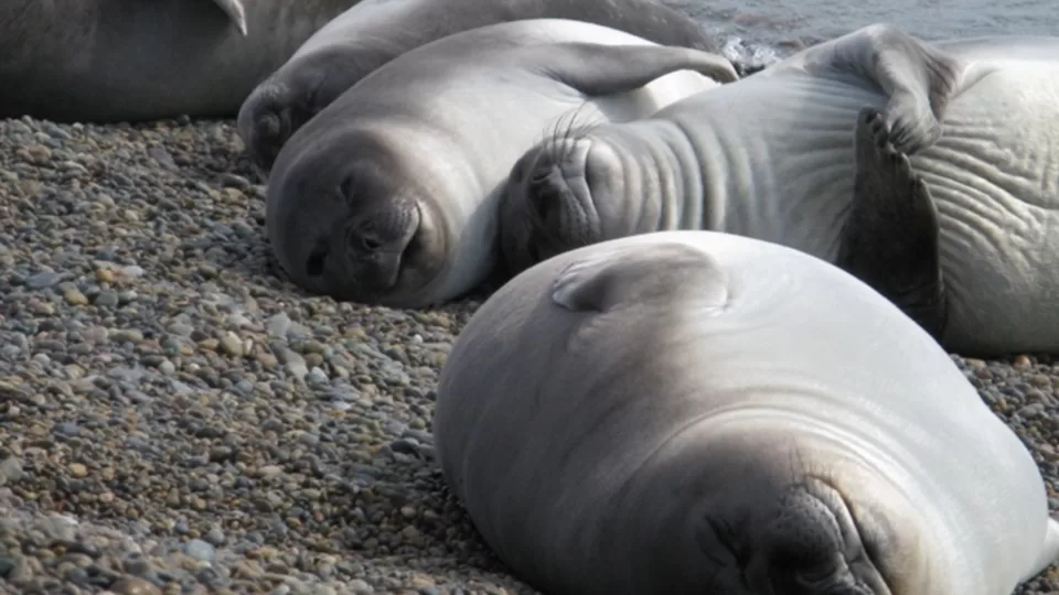 Gripe aviar: ya murió el 90% de las crías de elefantes marinos y la curva de la enfermedad sigue en ascenso para la fauna marina