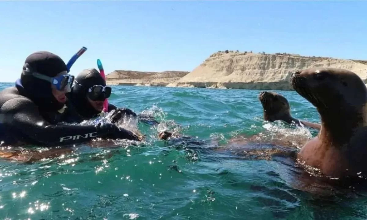 Nuevamente se puede realizar actividades de buceo y kayakismo con lobos 