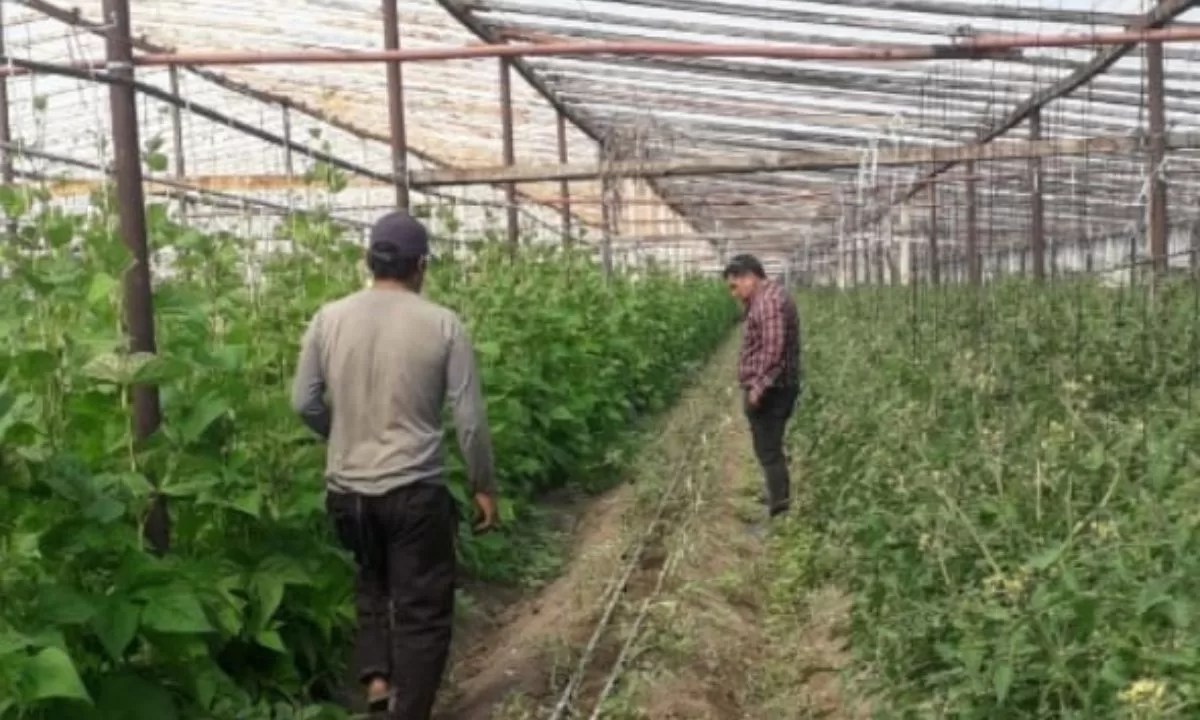 Entregaron materiales para producción bajo cubierta y asesoraron sobre control de plagas