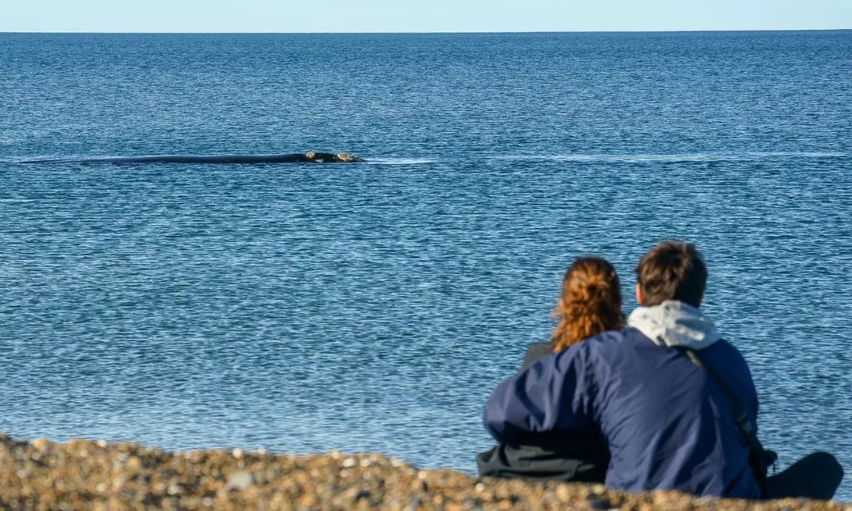 Durante la última termporada de ballenas, se duplicaron los arribos al Aeropuerto «El Tehuelche»