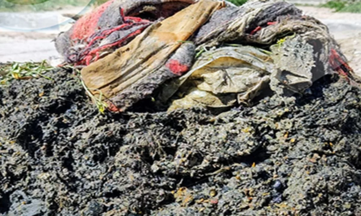 A veces es bueno recordar que el sistema cloacal no es un tacho de basura