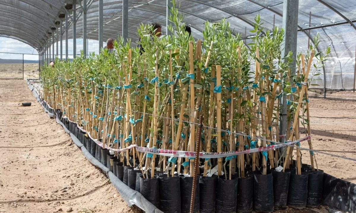 Polo Olivícola: se realizó la última entrega de olivos que se plantarán en Rawson 