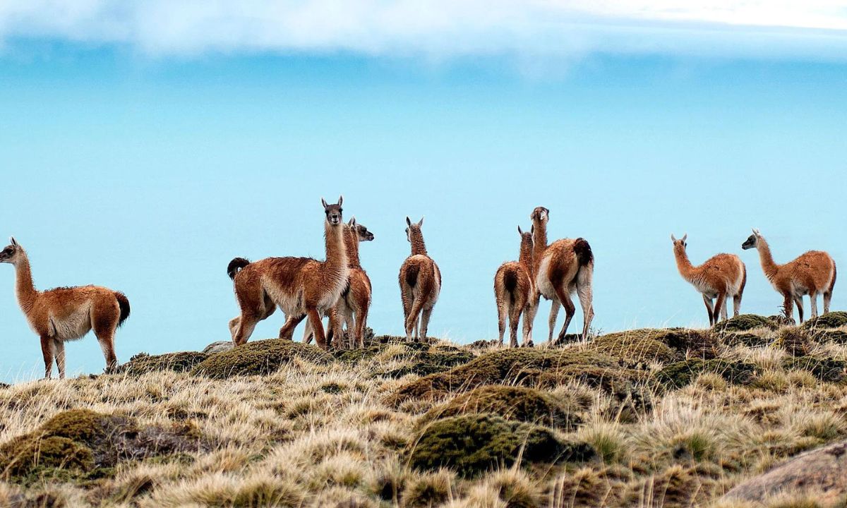 Biólogo dispuesto a debatir con movimientos conservacionistas sobre la superpoblación de guanacos