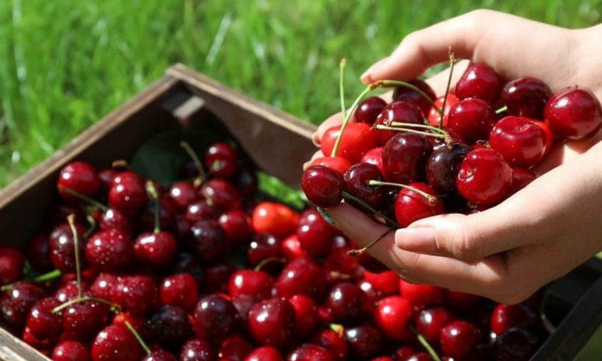Desde el Municipio de Trelew se controlará la venta de cerezas en la vía pública