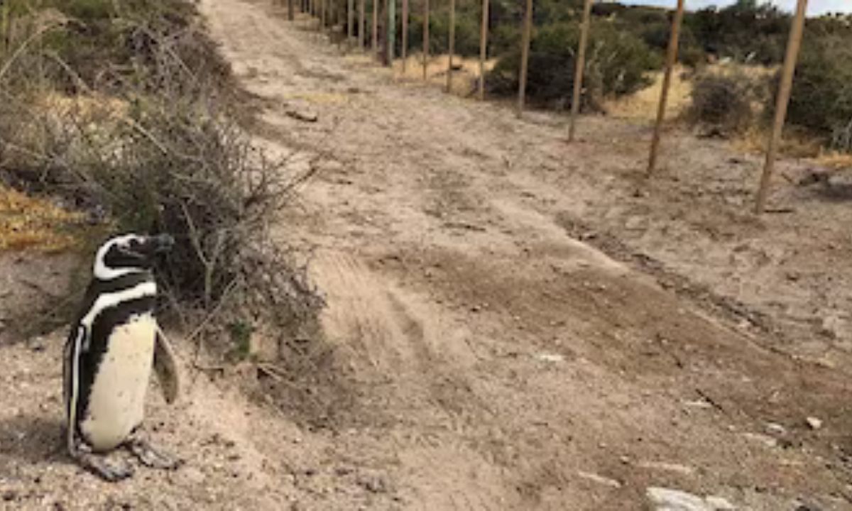 Juicio por daño ambiental y maltrato animal: el jueves se conoce el veredicto