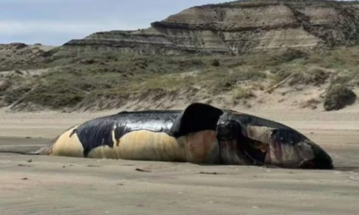 Ya son 71 los ejemplares de ballenas francas halladas muertas en las costas del Golfo