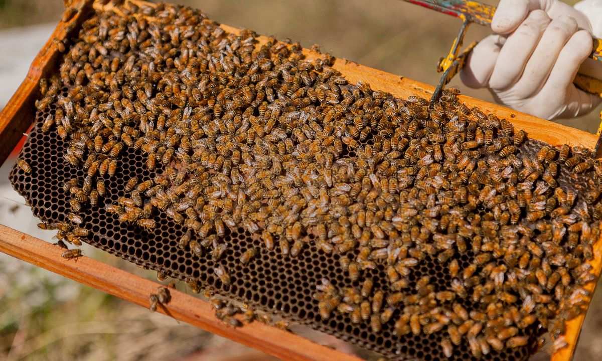 Provincia convoca a productores apícolas a actualizar su inscripción en el Registro Nacional