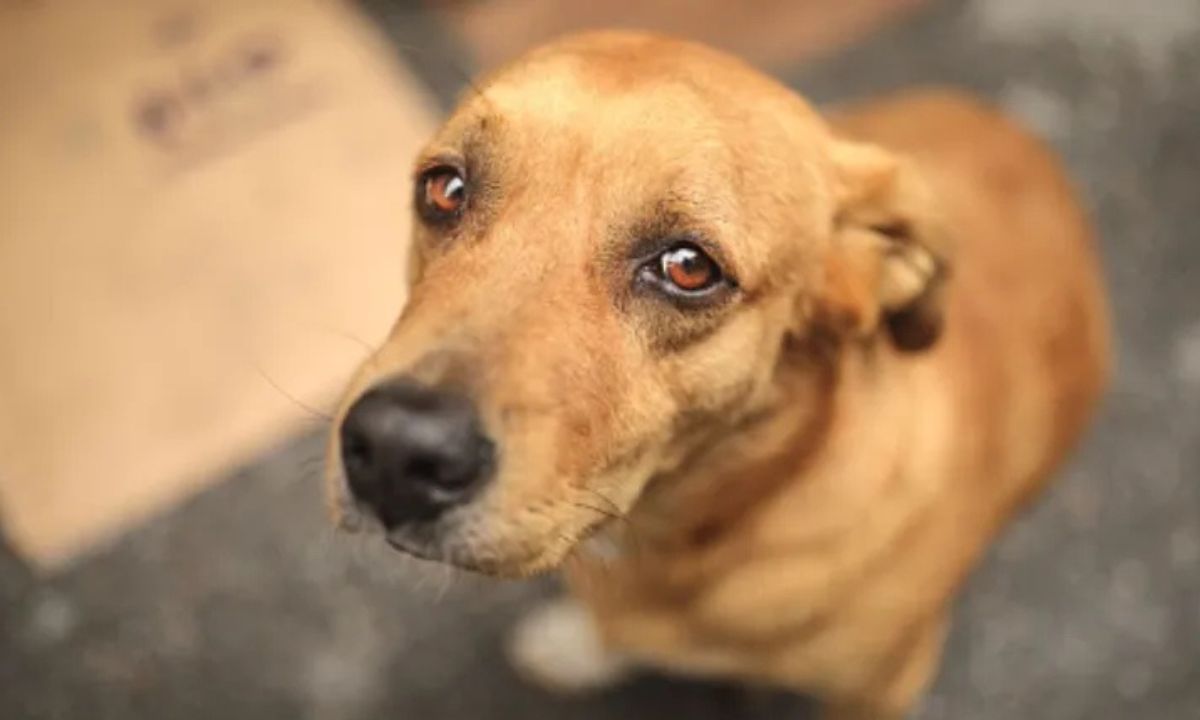 Reunión Interinstitucional para Abordar Casos de Maltrato Animal en Trelew