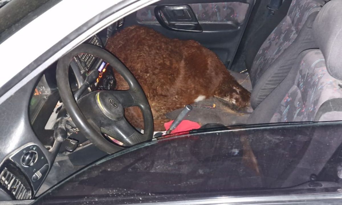 Gaiman: detienen a un hombre tras persecución por presunto cuatrerismo