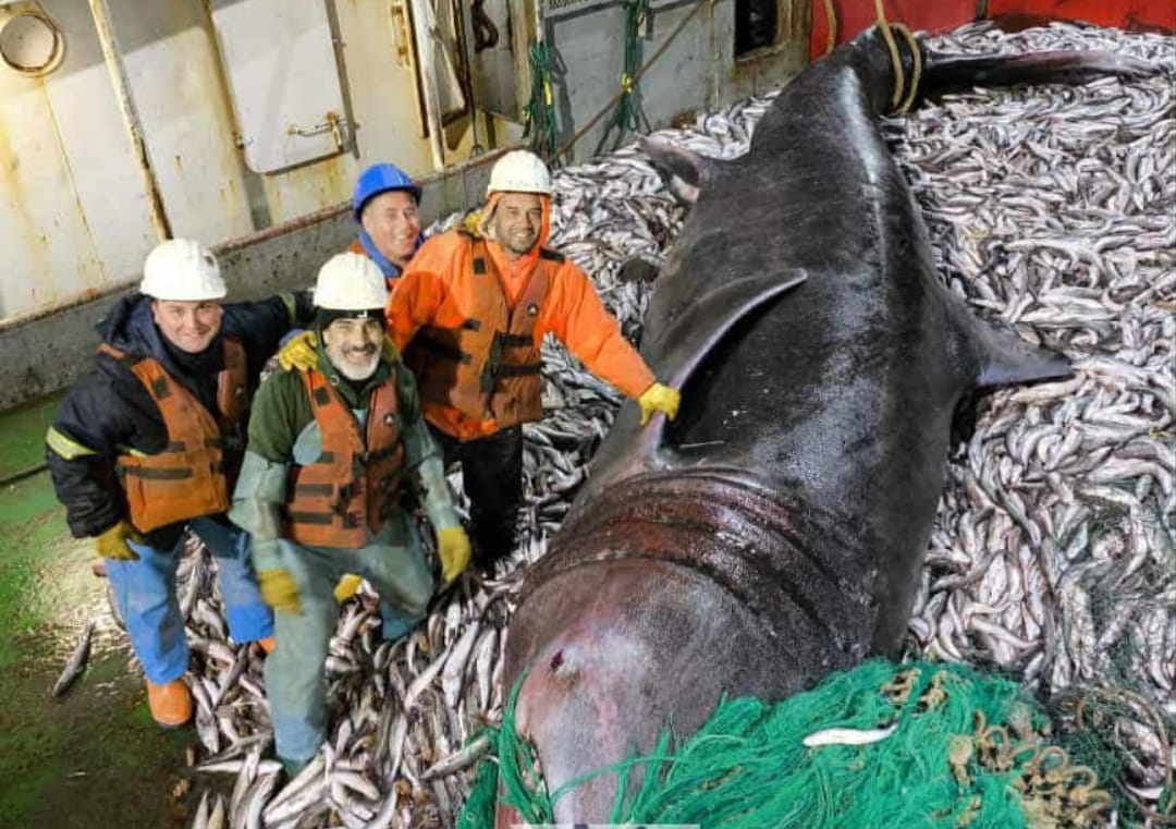 Polémica por la captura de un tiburón de 9 metros de un barco pesquero de Madryn