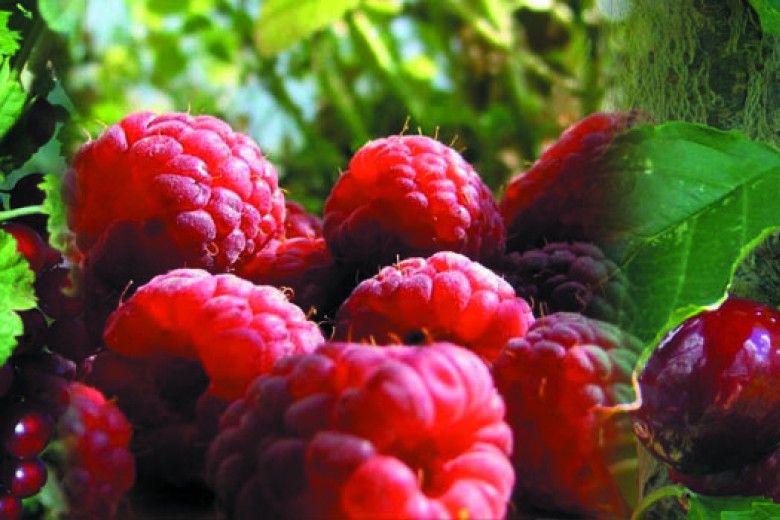 Comarca Andina en Emergencia: altos costos, tarifazos y la invasión de fruta fina importada