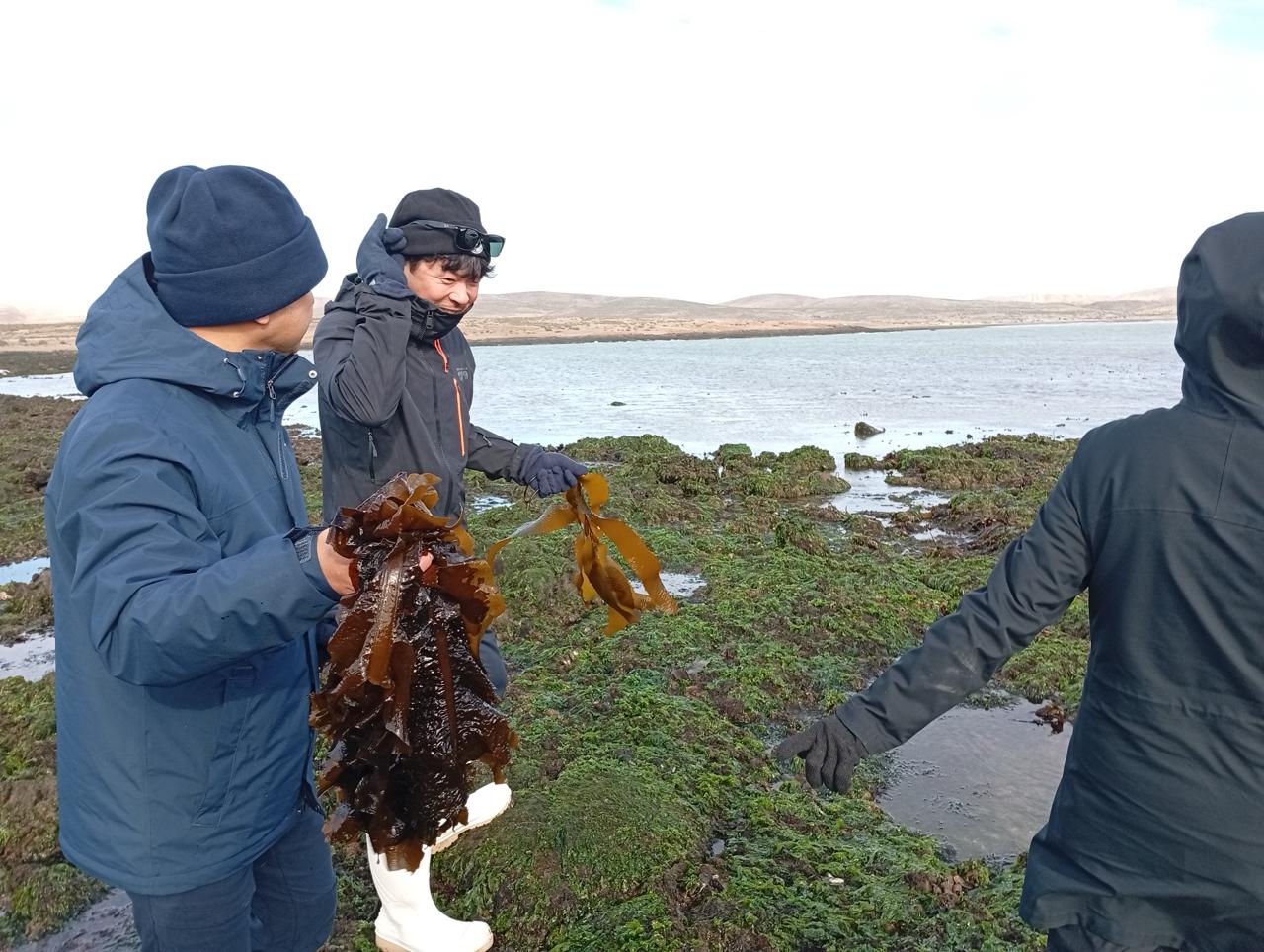 Estudian costos para exportar algas de Madryn como alimento hacia Japón 