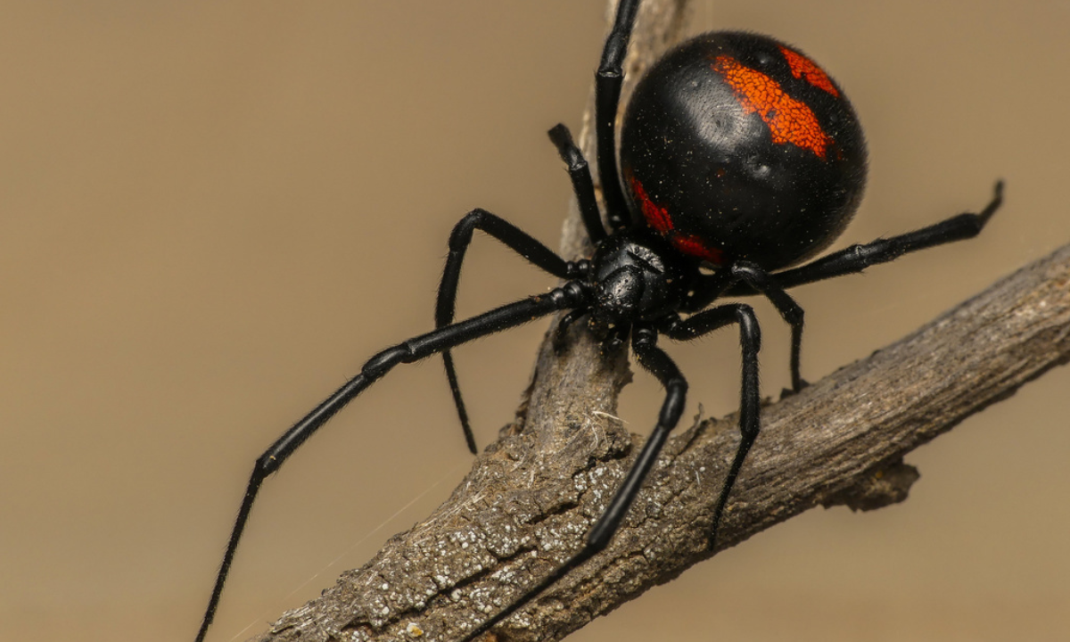 Especialista del CONICET advierte sobre el aumento de viudas negras en Chubut y su vínculo con la basura