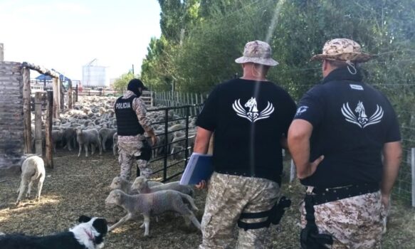 POLICIAS DE ESPALDAS CON MUCHAS OVEJAS