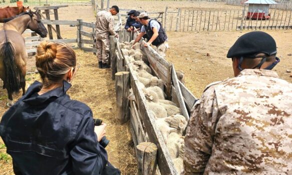 POLICIAS REVISANDO OVEJAS