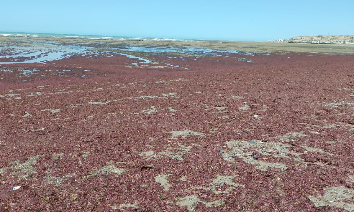 Brindarán una charla en Playa Unión sobre el impacto de los arribazones de macroalgas
