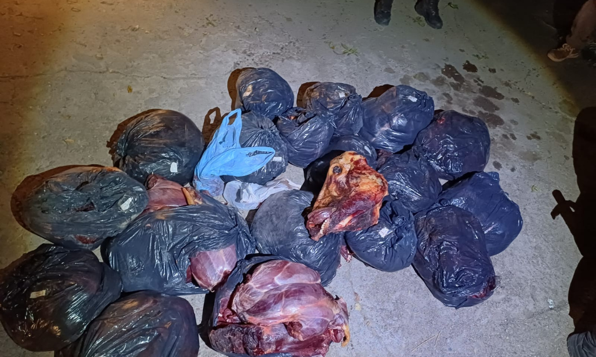 Decomisan 360 kilos de carne de guanaco en un control vehicular en Gaiman