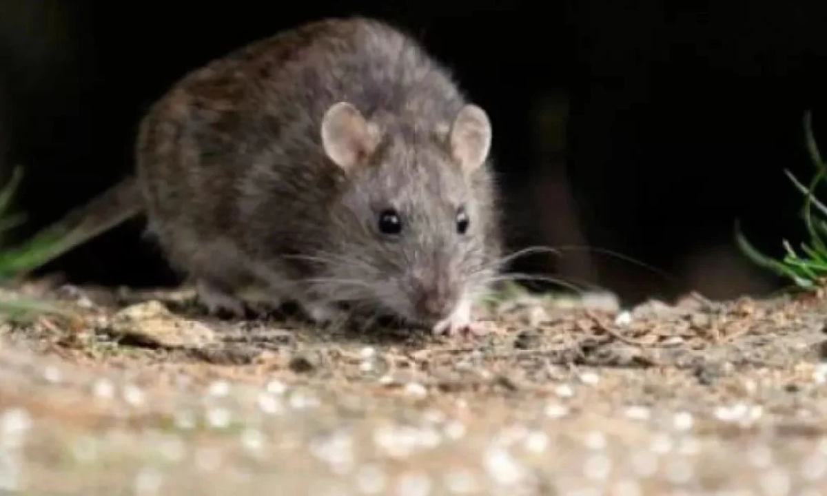 Hantavirus: murió un adolescente en Chubut y refuerzan las medidas de prevención
