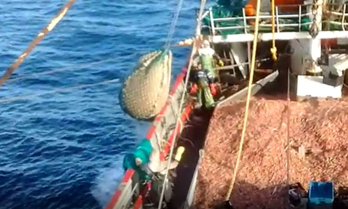 Los tripulantes de Conarpesa desconocieron al SOMU, se embarcaron, y desde hoy pescan langostinos en aguas nacionales