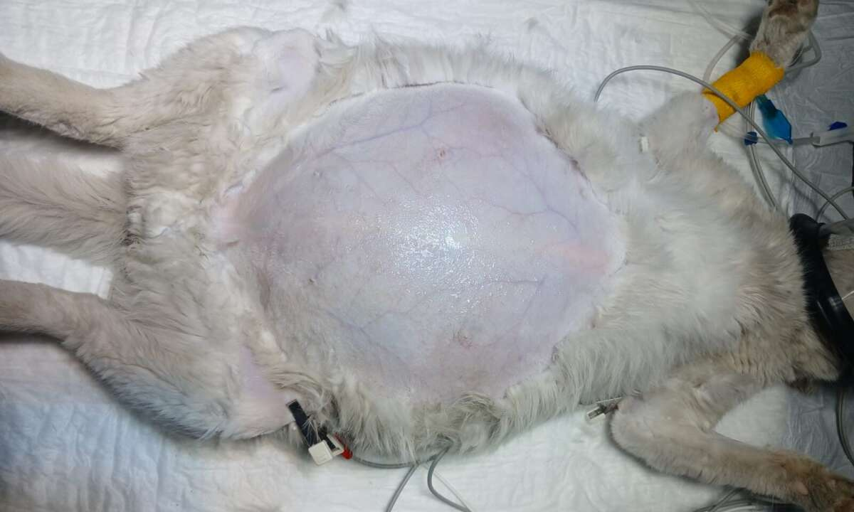 Detectan un caso poco frecuente de hidatidosis en un gato en Trelew