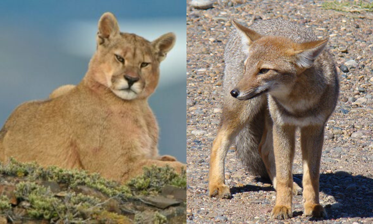 Chubut: alertan por el impacto ambiental de la caza de depredadores