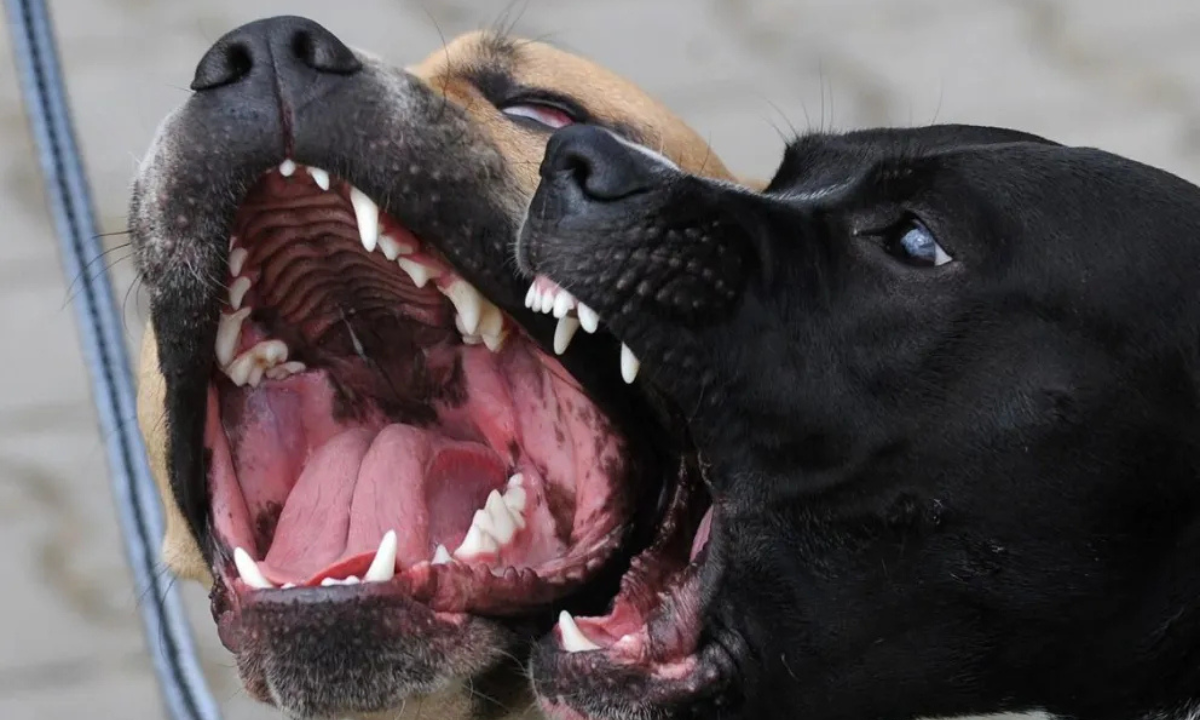 Advierten por ataques de perros y refuerzan la importancia de la tenencia responsable