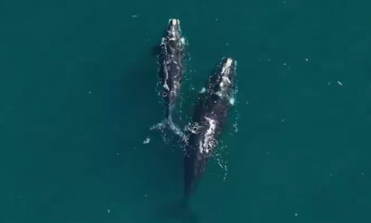 Las ballenas se adelantaron en Chubut y crece la expectativa por la temporada de avistaje