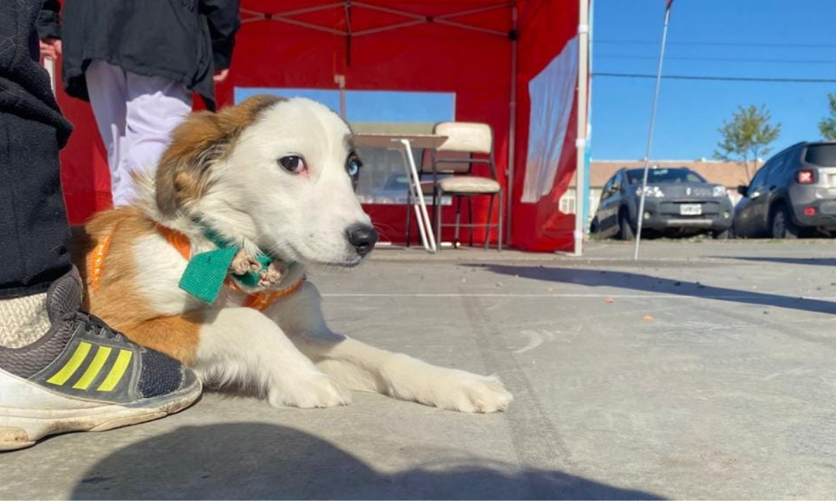 Trelew: inició la campaña gratuita de desparasitación en distintos barrios