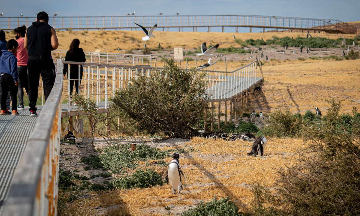 Más de 100.000 personas visitaron Chubut en la Temporada de Pingüinos de Magallanes