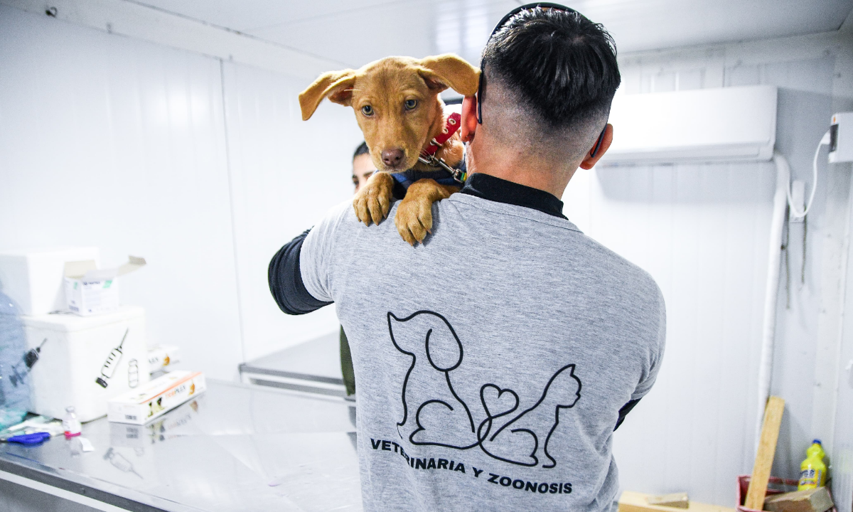 Puerto Madryn realizará nuevas jornadas gratuitas de castración y vacunación