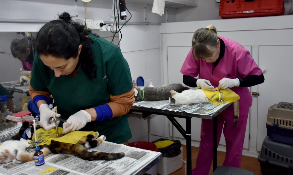 Trelew: quirófano móvil, vacunación y antiparasitarios por el Día del Animal en la Laguna Chiquichano