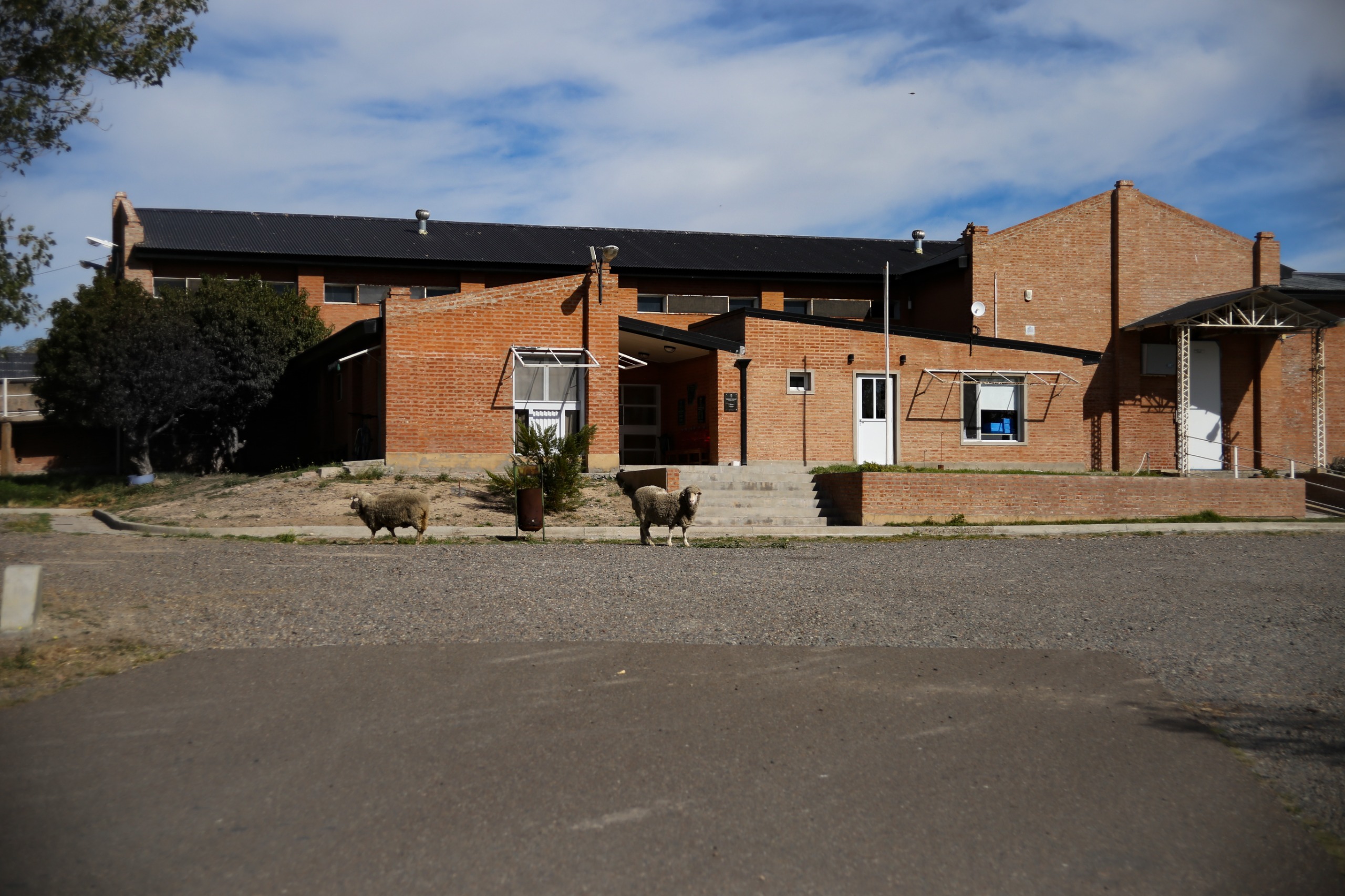 Luka Jones destacó la faena de carne de burro en el matadero de 28 de Julio