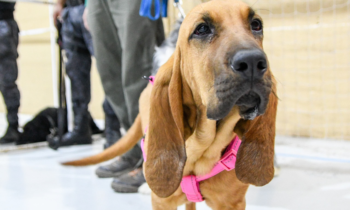 Las campañas de cuidado responsable de animales llegan a tu barrio
