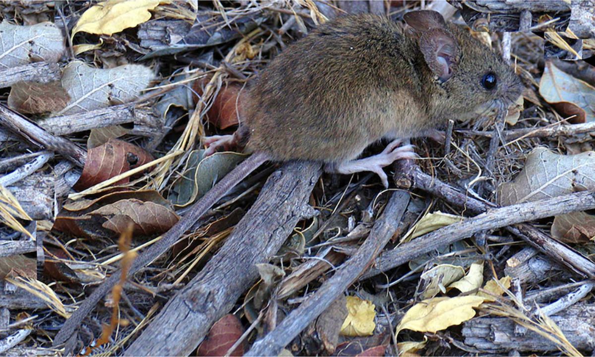 Los casos de hantavirus en la cordillera representan un “pequeño brote” y no una epidemia