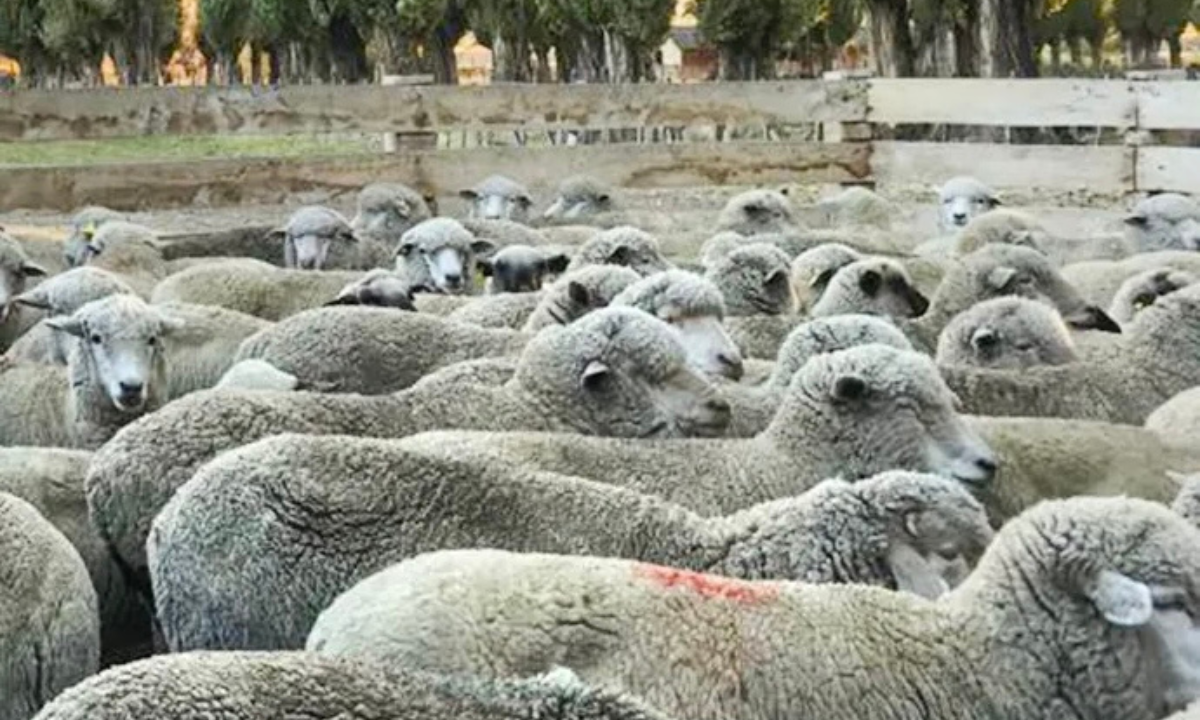 Poblador de Gan Gan aclara sobre la denuncia por abigeato en la estancia “La Rupestre”