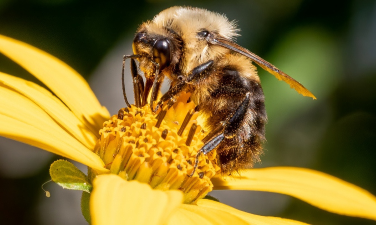 Gaiman celebrará el Día Internacional de la Abeja con productores, música y promoción de la miel local