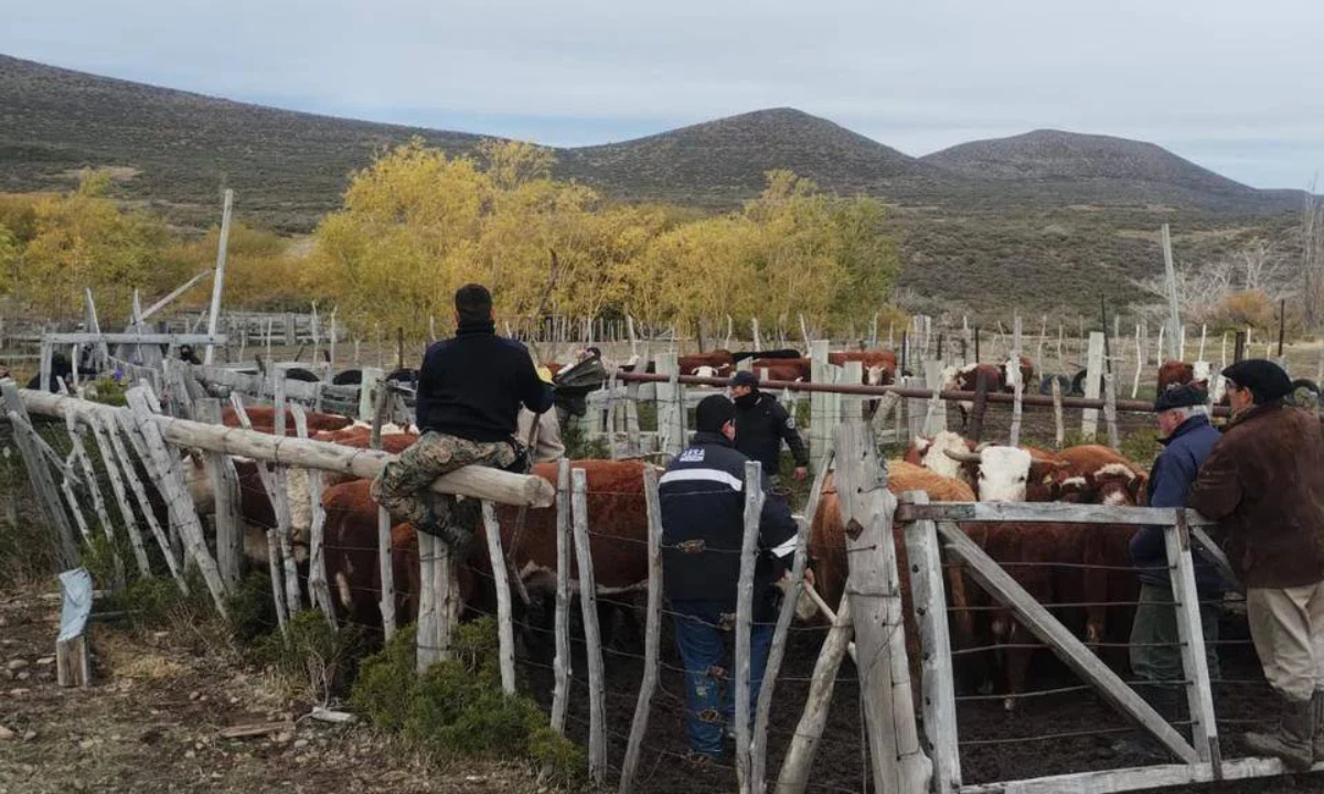 La investigación por una denuncia de abigeato en la meseta chubutense impactó en una chacra del valle