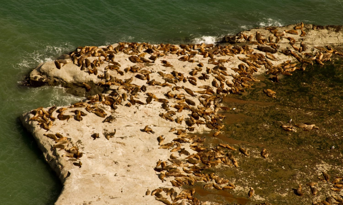 Chubut aprobó el primer Plan de Manejo del Área Natural Protegida Punta Marqués