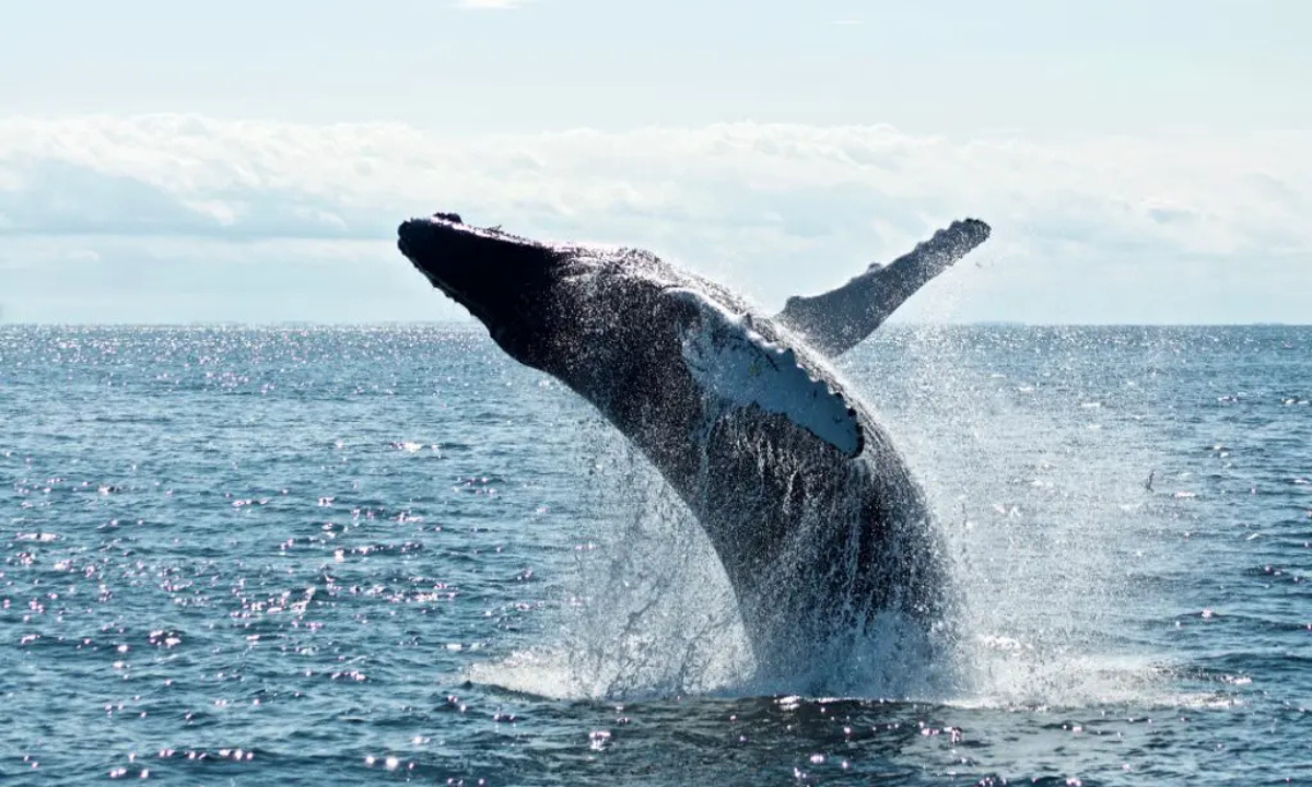 Especialistas aseguran que otras especies de ballenas comienzan a recuperar las costas de Chubut