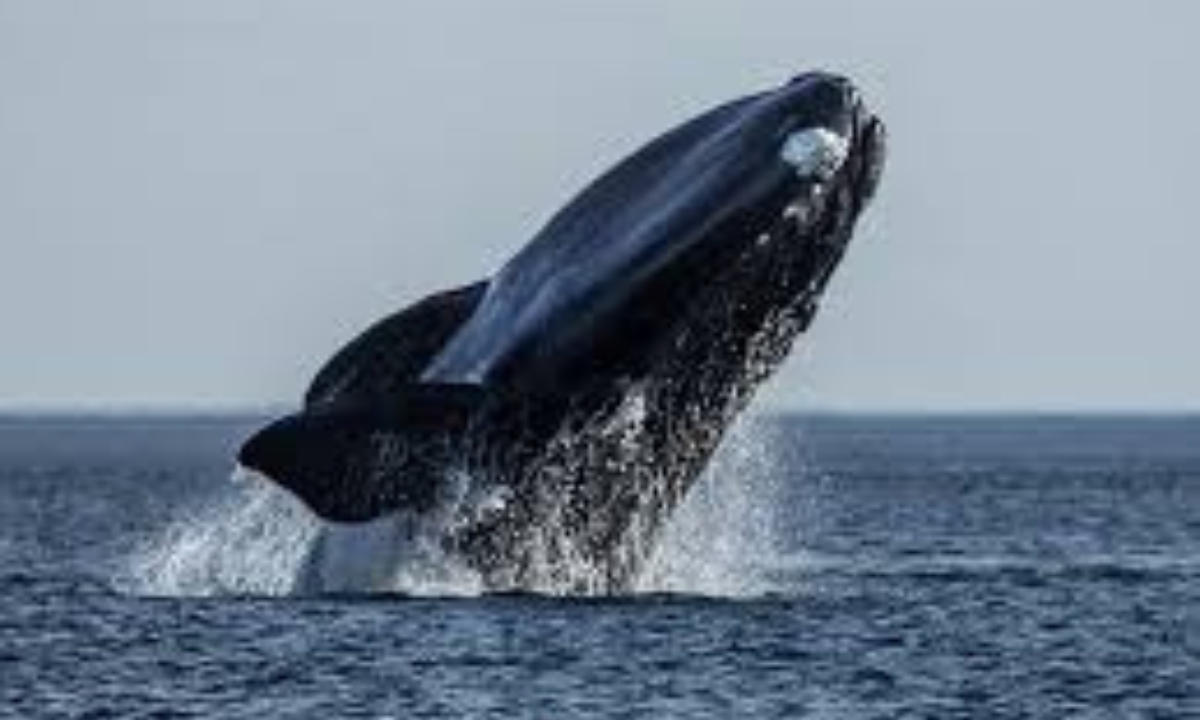 El Doradillo ya recibe ballenas francas australes y esperan gran movimiento turístico durante el fin de semana largo