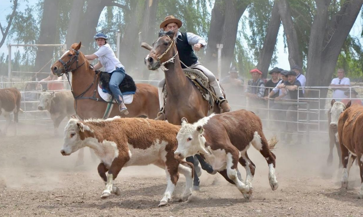 28 de Julio se prepara para vivir la 3° edición de la Fiesta del Novillito