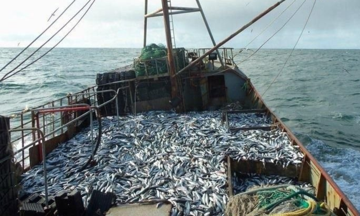 El STIA denunció a empresarios pesqueros por presunto traslado ilegal de merluza fuera de Chubut