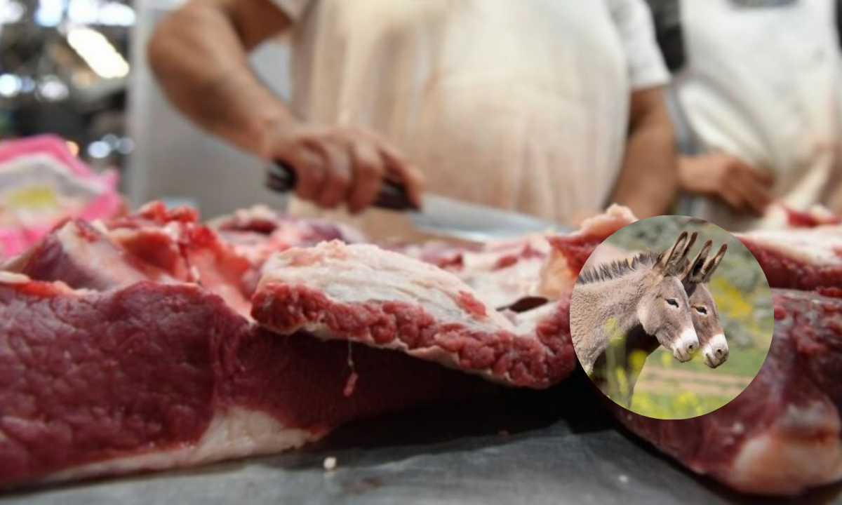 Polémica por la carne de burro en Trelew: el productor apuntó contra la fiscal ambiental