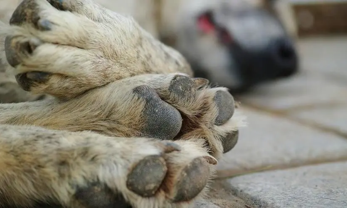 Avanza la causa por el envenenamiento masivo de perros en el Barrio La Isla