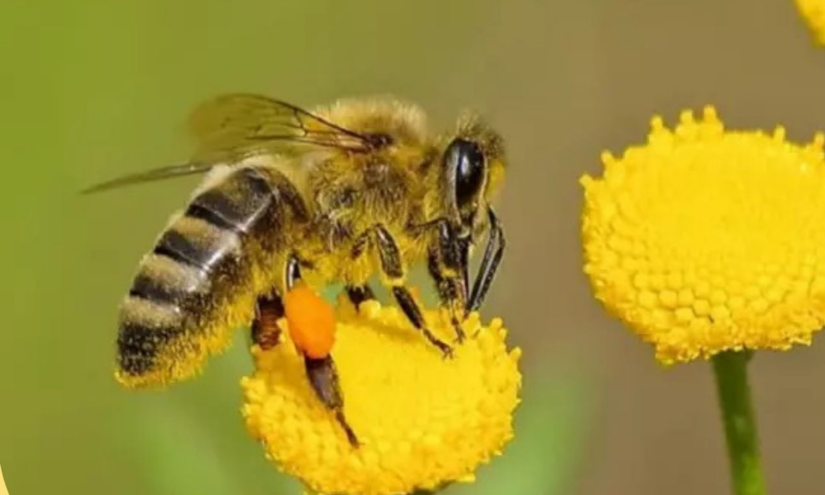 Gaiman celebrará el Día Internacional de la Abeja con actividades abiertas a la comunidad