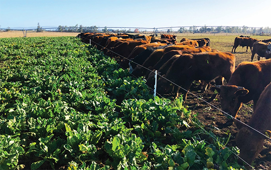 Impulsan en Chubut el cultivo de remolacha forrajera como alternativa para la producción ganadera