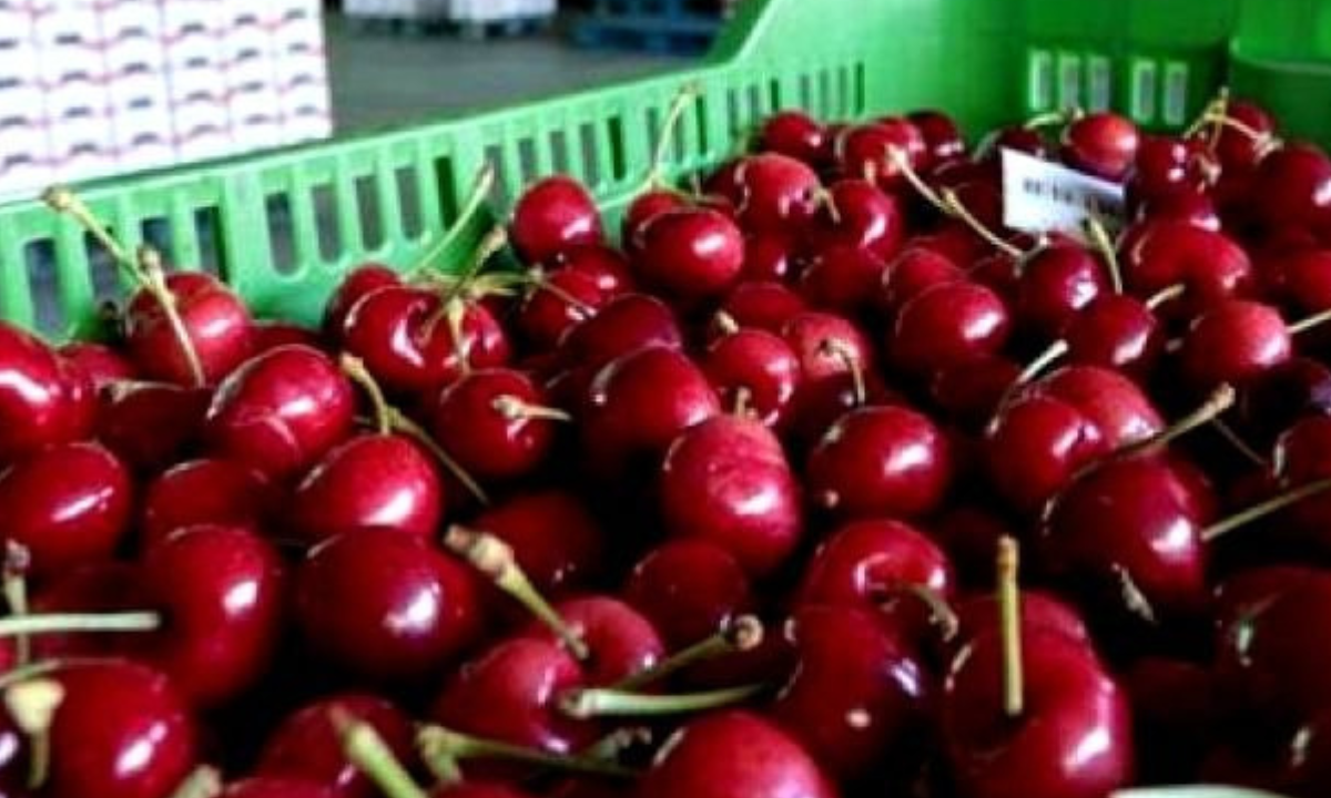 La cooperativa cerecera del Valle del Chubut lidera las exportaciones