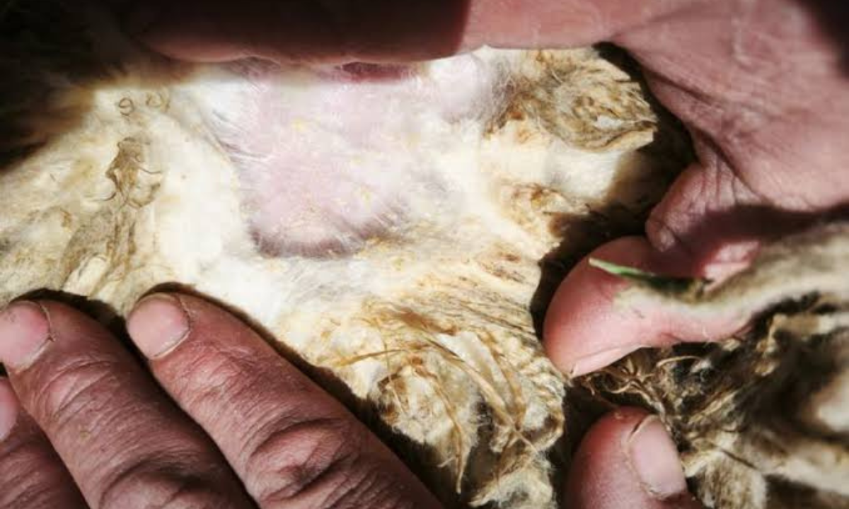 Preocupa el avance de la sarna ovina en Chubut y refuerzan medidas de prevención