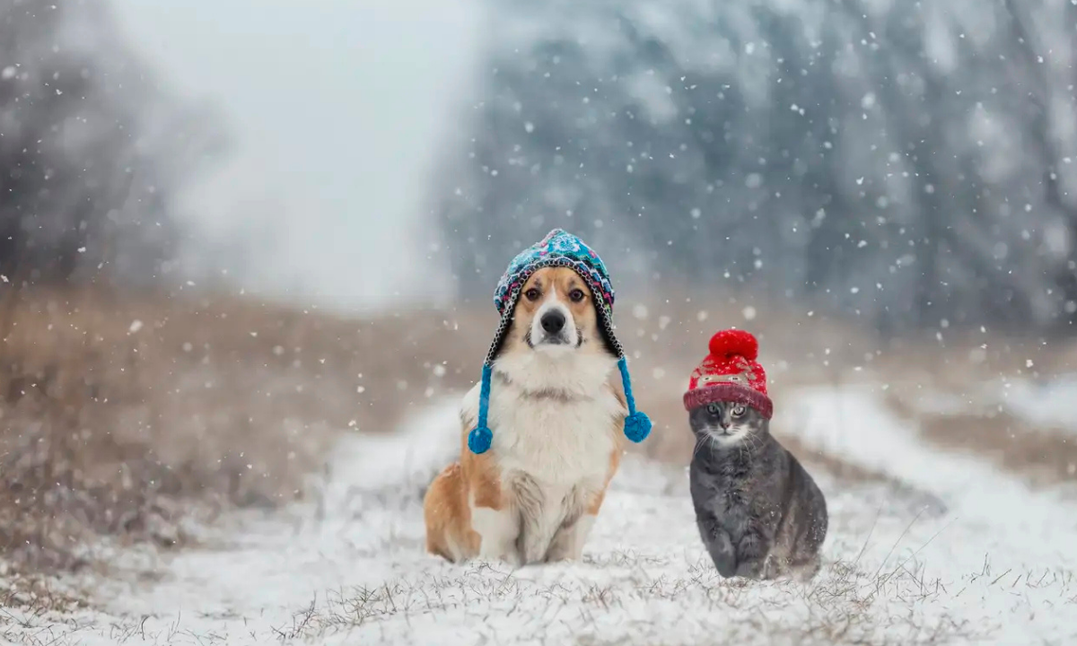 Piden extremar los cuidados de perros y gatos ante las bajas temperaturas en Rawson