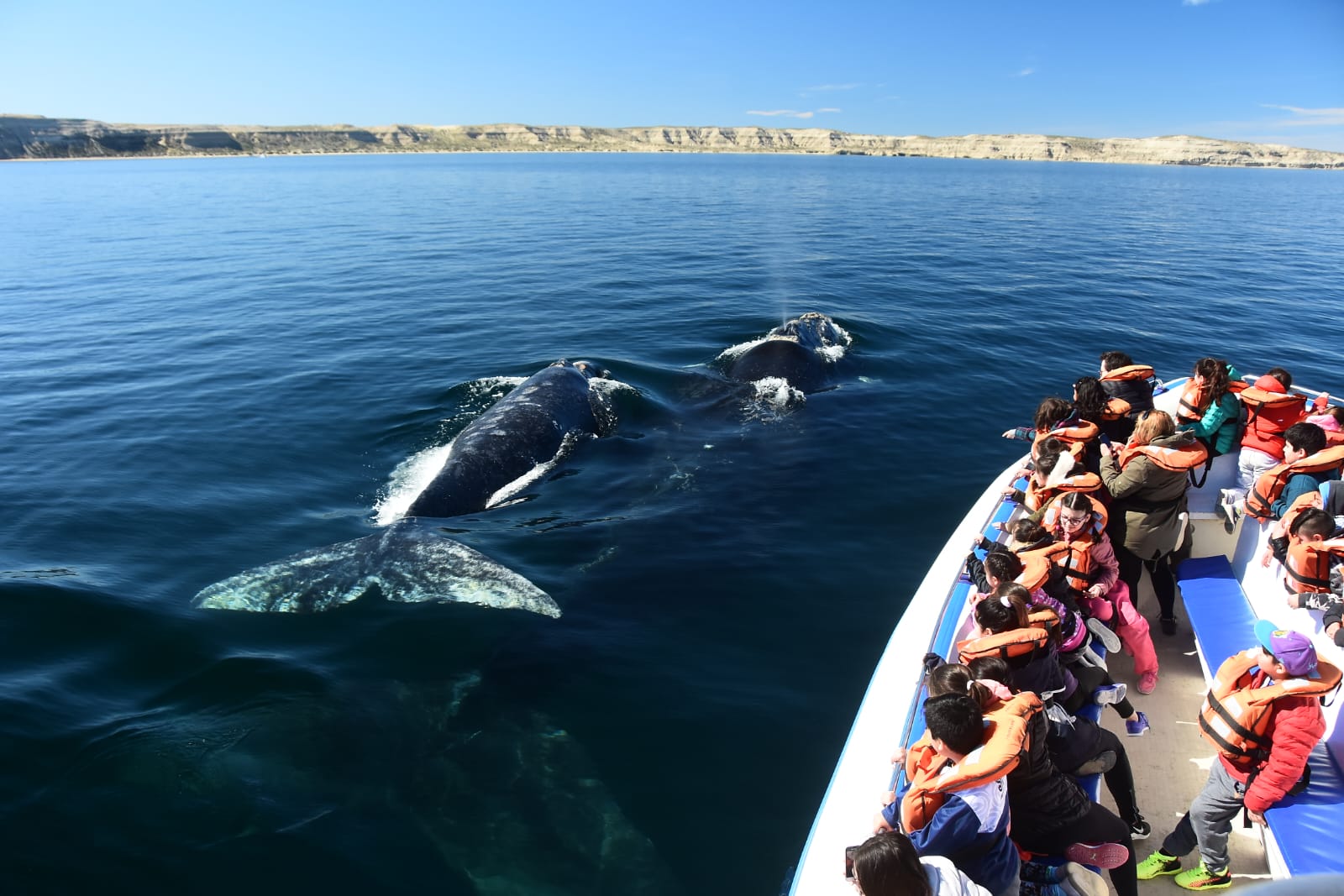 Avanza la licitación del avistaje de ballenas en Chubut tras años de demoras administrativas